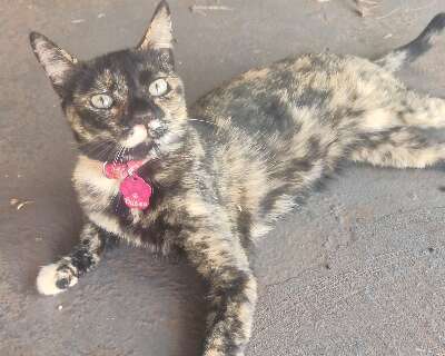 Gata com doen&ccedil;a renal desaparece e tutores pedem ajuda para encontrar