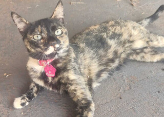 Gata com doen&ccedil;a renal desaparece e tutores pedem ajuda para encontrar