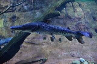 Bioparque Pantanal será vitrine de conservação de espécies migratórias na COP15 Bioparque Pantanal será vitrine de conservação de espécies migratórias na COP15