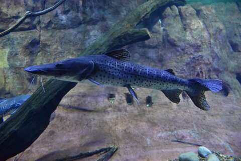 Bioparque Pantanal ser&aacute; vitrine de conserva&ccedil;&atilde;o de esp&eacute;cies migrat&oacute;rias na COP15