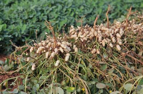 Entre florestas e lavouras, amendoim marca nova voca&ccedil;&atilde;o produtiva de Ribas