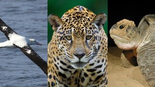 Do c&eacute;u ao mar e &agrave; floresta: tr&ecirc;s esp&eacute;cies explicam por que a COP15 importa