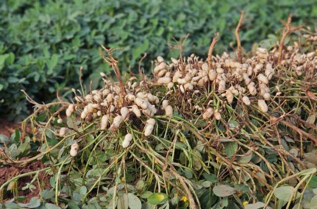 Entre florestas e lavouras, amendoim marca nova voca&ccedil;&atilde;o produtiva de Ribas