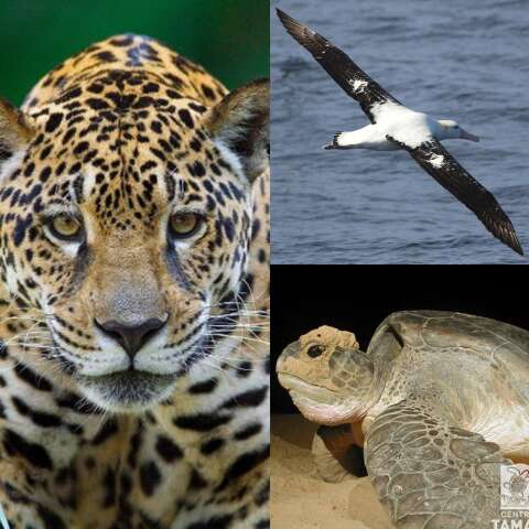 Do c&eacute;u ao mar e &agrave; floresta: tr&ecirc;s esp&eacute;cies explicam por que a COP15 importa