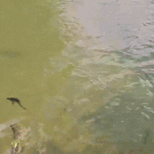 Dourado ataca piraputanga e cena impressiona no Rio Formoso, em Bonito