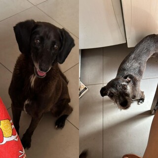 Tosadora de pets procura por c&atilde;es idosos desaparecidos no Jardim Tijuca