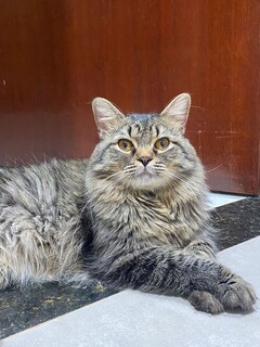 Gatinho desaparece no Oliveira 2 e fam&iacute;lia pede ajuda para localiz&aacute;-lo