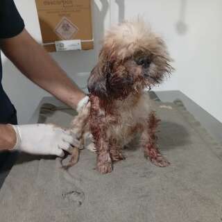 Crueldade choca e protetora pede ajuda para salvar shih tzu cego e com larvas