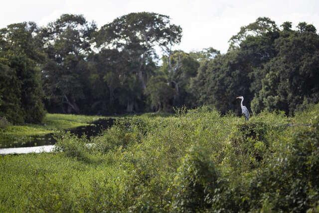 Ministra alerta para risco de desaparecimento do Pantanal at&eacute; o fim do s&eacute;culo