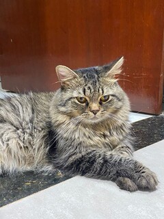 Gatinho desaparece no Oliveira 2 e fam&iacute;lia pede ajuda para localiz&aacute;-lo