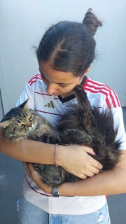 Gatinho desaparecido no Oliveira 2 &eacute; encontrado por vizinho