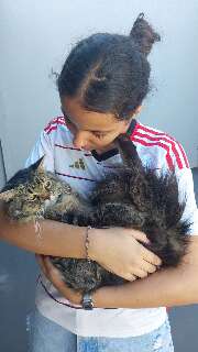 Gatinho desaparecido no Oliveira 2 &eacute; encontrado por vizinho