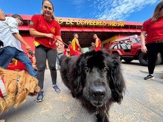 C&atilde;es vestem colete dos bombeiros e d&atilde;o play na miss&atilde;o de fazer o bem