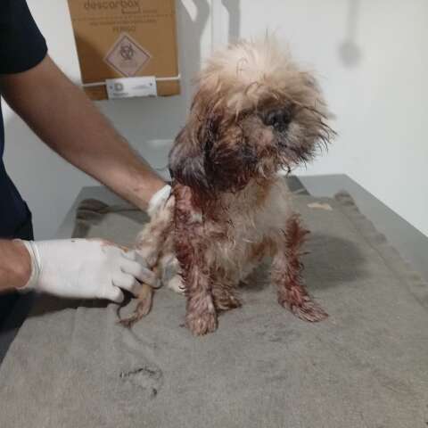 Crueldade choca e protetora pede ajuda para salvar shih tzu cego e com larvas