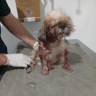Crueldade choca e protetora pede ajuda para salvar shih tzu cego e com larvas Crueldade choca e protetora pede ajuda para salvar shih tzu cego e com larvas