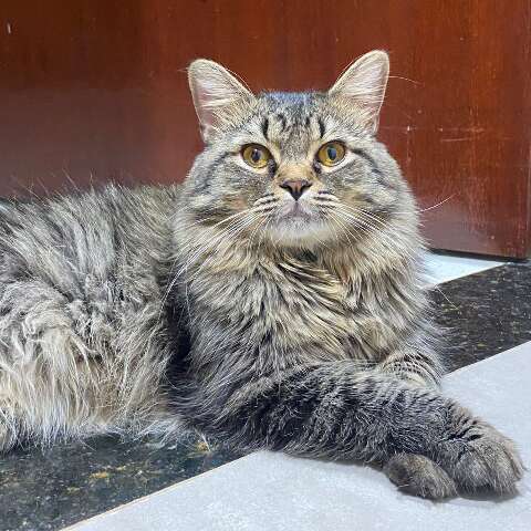 Gatinho desaparece no Oliveira 2 e fam&iacute;lia pede ajuda para localiz&aacute;-lo