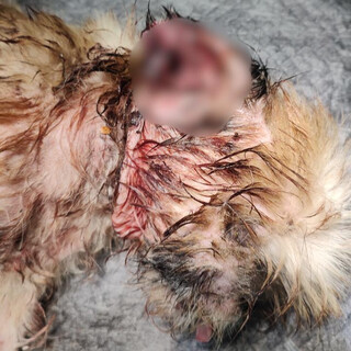 Crueldade choca e protetora pede ajuda para salvar shih tzu cego e com larvas Crueldade choca e protetora pede ajuda para salvar shih tzu cego e com larvas