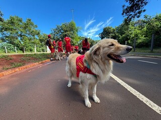 C&atilde;es vestem colete dos bombeiros e d&atilde;o play na miss&atilde;o de fazer o bem