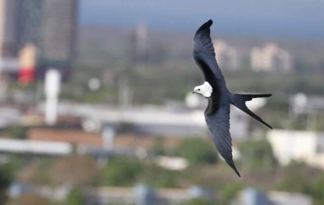 Cidade cresce para cima enquanto aves seguem sem prote&ccedil;&atilde;o definida