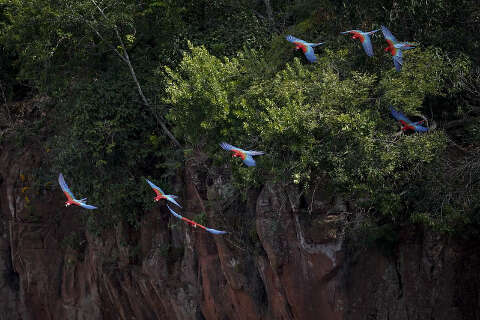 Pantanal &eacute; rota de mais de 630 aves migrat&oacute;rias, diz secret&aacute;rio de Meio Ambiente
