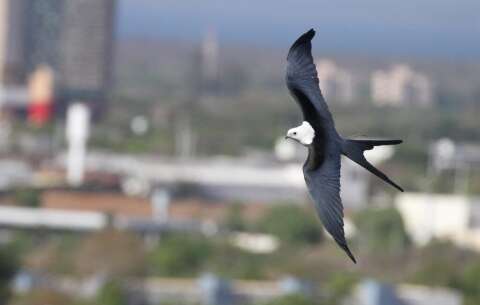 Cidade cresce para cima enquanto aves seguem sem prote&ccedil;&atilde;o definida