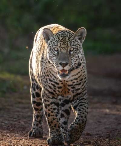 On&ccedil;a consta desde 2011 em tratado, mas prote&ccedil;&atilde;o ainda &eacute; desafio