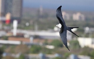 Cidade cresce para cima enquanto aves seguem sem prote&ccedil;&atilde;o definida