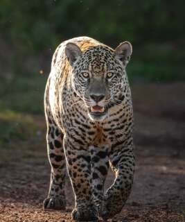 On&ccedil;a consta desde 2011 em tratado, mas prote&ccedil;&atilde;o ainda &eacute; desafio
