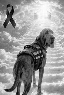 Combateu o bom combate: Morre &ldquo;Chef&atilde;o&rdquo;, c&atilde;o farejador dos bombeiros