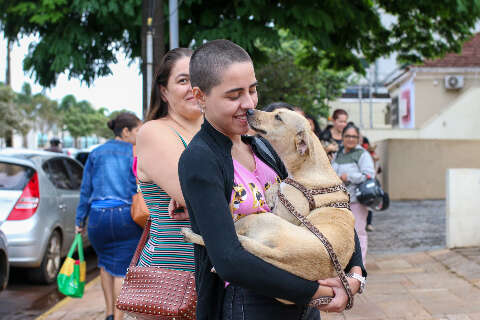 Doen&ccedil;a silenciosa amea&ccedil;a cadelas e gatas e exige aten&ccedil;&atilde;o r&aacute;pida dos tutores