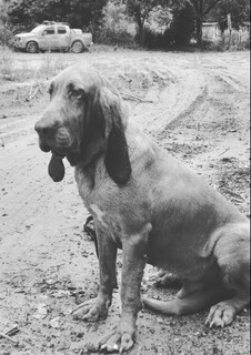 Combateu o bom combate: Morre &ldquo;Chef&atilde;o&rdquo;, c&atilde;o farejador dos bombeiros