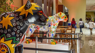 COP15 conecta MS à ciência global e reforça alianças com países vizinhos COP15 conecta MS à ciência global e reforça alianças com países vizinhos