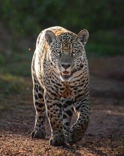 Onça consta desde 2011 em tratado, mas proteção ainda é desafio Onça consta desde 2011 em tratado, mas proteção ainda é desafio