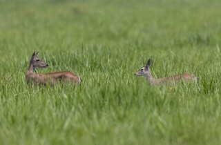 Abertura oficial da COP reforça diagnóstico duro e cobra ação além do discurso Abertura oficial da COP reforça diagnóstico duro e cobra ação além do discurso