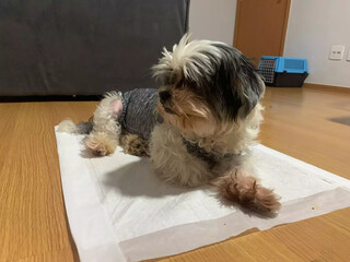 Depois da cirurgia nada de d&oacute;, cora&ccedil;&atilde;o de &ldquo;gelo&rdquo; pode salvar pet 