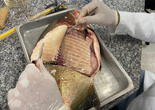 Bact&eacute;ria &eacute; detectada em viveiros de peixes no Centro-Oeste