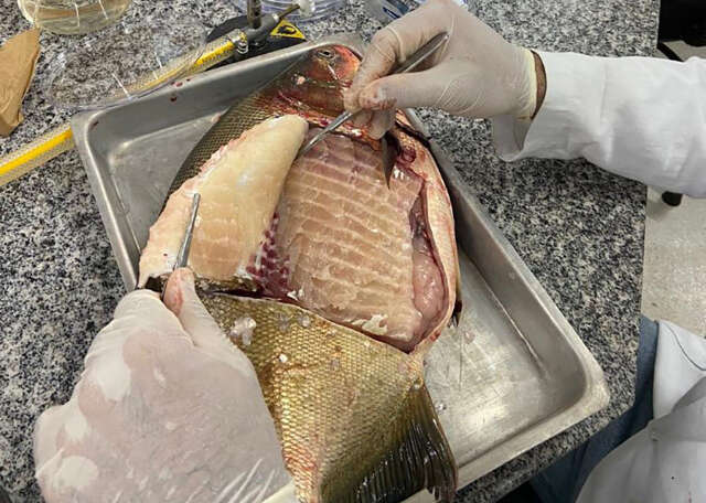 Bact&eacute;ria &eacute; detectada em viveiros de peixes no Centro-Oeste