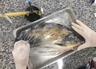 Bact&eacute;ria &eacute; detectada em viveiros de peixes no Centro-Oeste