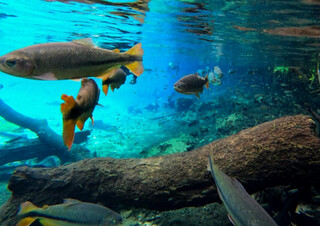 Migra&ccedil;&atilde;o de peixes despenca 81%, com reflexos nos rios Paraguai e Paran&aacute;