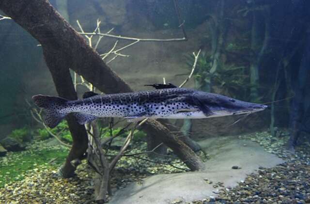 Com poucas barragens, "on&ccedil;a-pintada" dos rios ainda est&aacute; protegido no Pantanal