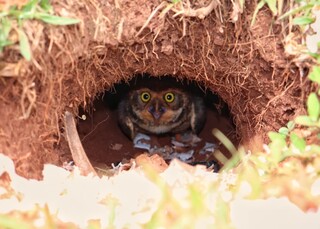 Entre discursos da COP15, corujas vivem rotina silenciosa no cora&ccedil;&atilde;o do poder