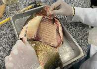 Bact&eacute;ria &eacute; detectada em viveiros de peixes no Centro-Oeste