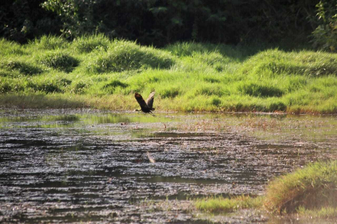 C&acirc;mara aprova cria&ccedil;&atilde;o do Horto Florestal da Regi&atilde;o Norte em Campo Grande