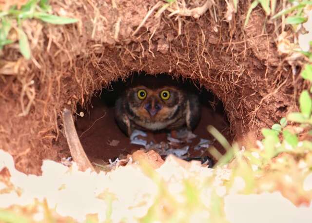 Entre discursos da COP15, corujas vivem rotina silenciosa no cora&ccedil;&atilde;o do poder