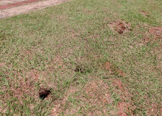 Entre discursos da COP15, corujas vivem rotina silenciosa no cora&ccedil;&atilde;o do poder