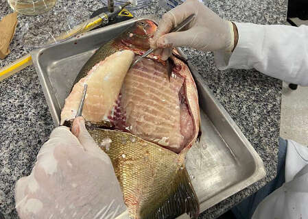 Bact&eacute;ria &eacute; detectada em viveiros de peixes no Centro-Oeste