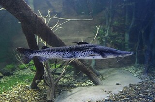 Com poucas barragens, "on&ccedil;a-pintada" dos rios ainda est&aacute; protegida no Pantanal