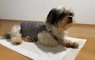 Depois da cirurgia nada de d&oacute;, cora&ccedil;&atilde;o de &ldquo;gelo&rdquo; pode salvar pet 