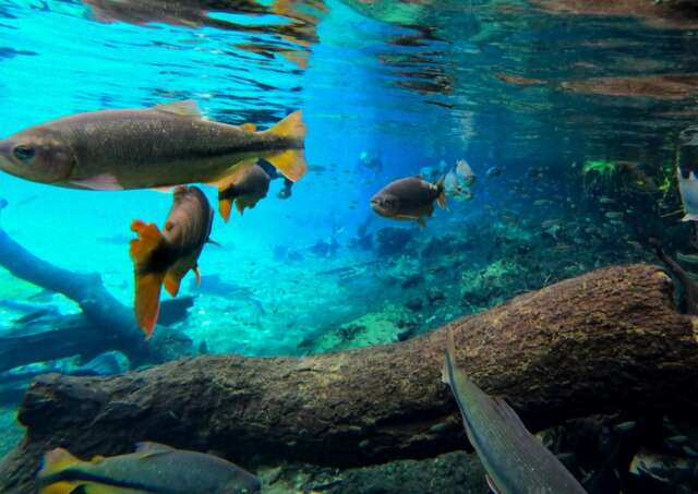 Migra&ccedil;&atilde;o de peixes despenca 81%, com reflexos nos rios Paraguai e Paran&aacute;