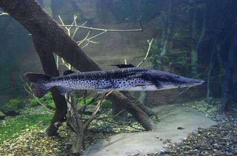 Com poucas barragens, "on&ccedil;a-pintada" dos rios ainda est&aacute; protegido no Pantanal
